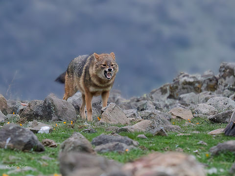 European jackal - Canis aureus moreoticus This beautiful guy appeared too early at dawn. 1 vero,1fb,1jd,Animalia,Bulgaria,Canidae,Canis aureus moreoticus,Carnivora,Caucasian jackal,Chordata,Europe,European jackal,Geotagged,Mammalia,Reed wolf,Rhodope mountains,Wildlife,Winter
