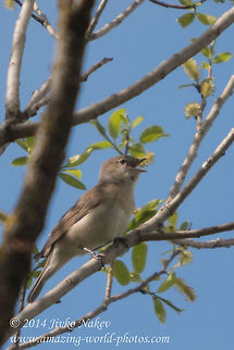 Nightingale Common Nightingale - Luscinia megarhynchos Bulgaria,Common Nightingale,Geotagged,Luscinia megarhynchos,Rufous Nightingale,aves,bird,nature,passerine,songbird