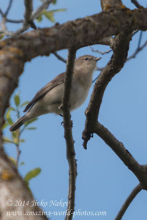 Nightingale Common Nightingale - Luscinia megarhynchos Bulgaria,Common Nightingale,Geotagged,Luscinia megarhynchos,Rufous Nightingale,aves,bird,nature,passerine,songbird