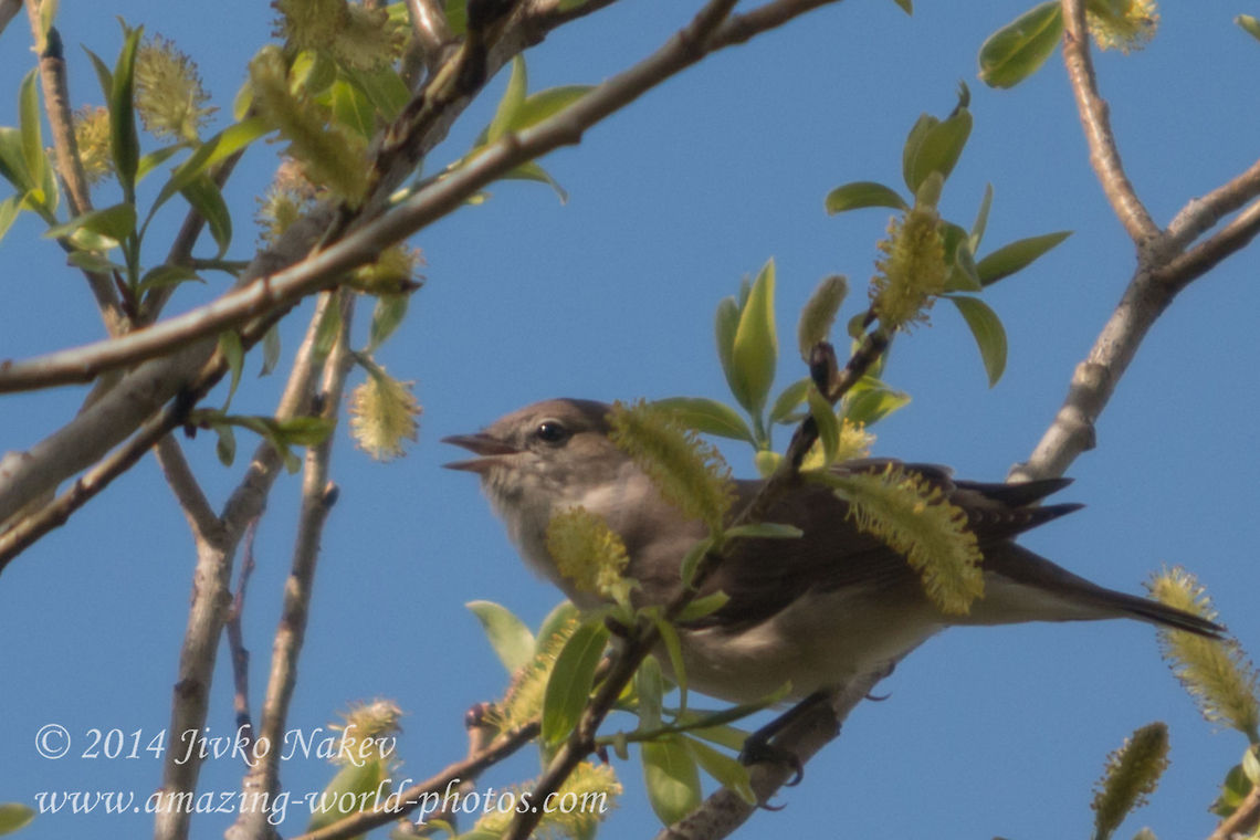 Nightingale Common Nightingale - Luscinia megarhynchos Bulgaria,Common Nightingale,Geotagged,Luscinia megarhynchos,Rufous Nightingale,aves,bird,nature,passerine,songbird