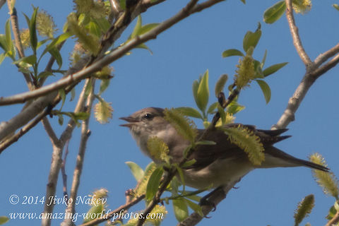 Nightingale Common Nightingale - Luscinia megarhynchos Bulgaria,Common Nightingale,Geotagged,Luscinia megarhynchos,Rufous Nightingale,aves,bird,nature,passerine,songbird
