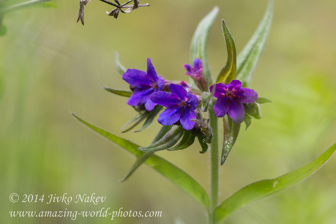 Purple gromwell Purple gromwell  - Lithospermum purpurocaeruleum, syn. Buglossoides purpurocaerulea<br />
Recently the accepted name changed to Aegonychon purpurocaeruleum. 20 April,2020. Bulgaria,Geotagged,Lithospermum purpurocaeruleum,Purple gromwell,nature,plant,wild flower