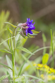 Purple gromwell Purple gromwell - Lithospermum purpurocaeruleum, syn. Buglossoides purpurocaeruleum Bulgaria,Geotagged,Lithospermum purpurocaeruleum,Purple gromwell,nature,plant,wild flower