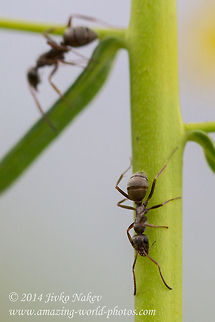 Black garden ant Black garden ant - Lasius niger Black garden ant,Bulgaria,Geotagged,Lasius niger,formicidae,insect,nature