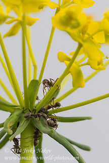 Black garden ant on yellow flower Black garden ant  (Lasius niger) on Cypress spurge (Euphorbia cyparissias) Black garden ant,Bulgaria,Cypress spurge,Euphorbia cyparissias,Geotagged,Lasius niger,formicidae,insect,nature