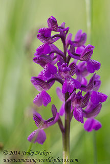 Green-winged orchid Green-winged orchid or Green-veined orchid - Anacamptis morio, syn. Orchis morio Anacamptis morio,Bulgaria,Geotagged,Green-veined orchid,Green-winged orchid,Medical plant,Orchidaceae,Orchis morio,nature,plant,wild flower