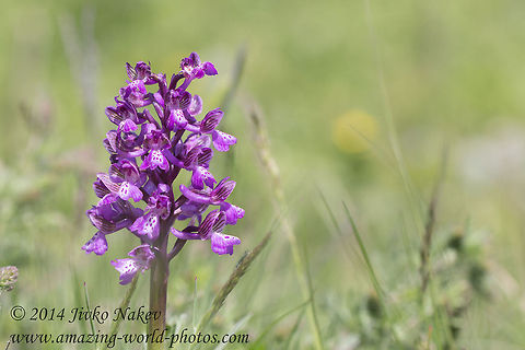 Green-winged orchid Green-winged orchid or Green-veined orchid - Anacamptis morio, syn. Orchis morio Anacamptis morio,Bulgaria,Geotagged,Green-veined orchid,Green-winged orchid,Medical plant,Orchidaceae,Orchis morio,nature,plant,wild flower