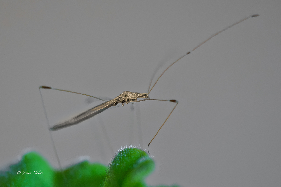 Neides tipularius - Palearctic Stilt Bug Today, while arranging flowers at home, my wife discovered this delicate insect moving among the leaves. I didn&#039;t have time to attach a flash, so I took the photo in natural light. It was very difficult to focus on it, as its body is less than 1 mm thick and it was moving constantly. Animalia,Arthropoda,Bulgaria,Europe,Fall,Geotagged,Ground bug,Hemiptera,Insecta,Lygaeidae,Lygaeoidea,Neides tipularius,Palearctic Stilt Bug,Seed bug,Sofia,Wildlife