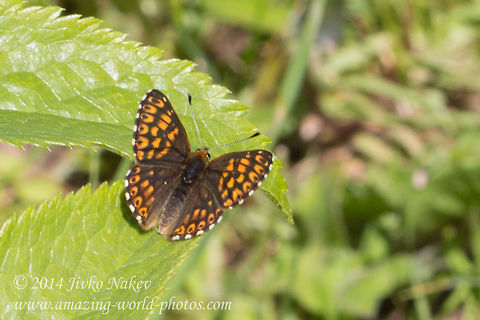 Duke of Burgundy butterfly Duke of Burgundy butterfly - Hamearis lucini Bulgaria,Duke of Burgundy,Duke of Burgundy Fritillary,Duke of Burgundy butterfly,Geotagged,Hamearis lucina,Hamearis lucini,Riodinidae,butterfly,lepidoptera,nature