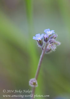 Field forget-me-not Field forget-me-not - Myosotis arvensis Asterids,Bulgaria,Field forget-me-not,Geotagged,Myosotis arvensis,blue flower,flora,nature,plant,wild flower