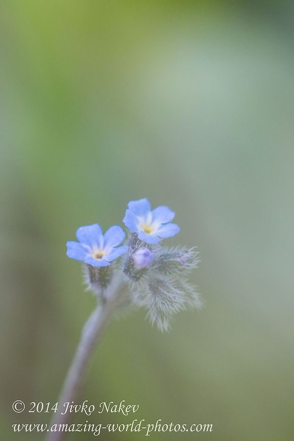 Field forget-me-not Field forget-me-not - Myosotis arvensis Asterids,Bulgaria,Field forget-me-not,Geotagged,Myosotis arvensis,blue flower,flora,nature,plant,wild flower