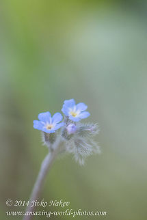 Field forget-me-not Field forget-me-not - Myosotis arvensis Asterids,Bulgaria,Field forget-me-not,Geotagged,Myosotis arvensis,blue flower,flora,nature,plant,wild flower