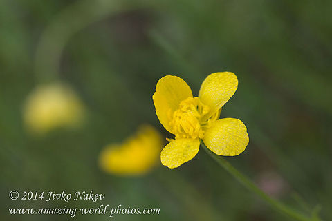 Yellow flower Corn buttercup - Ranunculus arvensis Bulgaria,Corn buttercup,Devil-on-all-sides,Geotagged,Ranunculus arvensis,Scratch bur,flora,nature,plant,ranunculales,wild flower,yellow flower