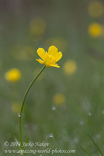 Yellow flower Corn buttercup - Ranunculus arvensis Bulgaria,Corn buttercup,Devil-on-all-sides,Geotagged,Ranunculus arvensis,Scratch bur,flora,nature,plant,ranunculales,wild flower,yellow flower