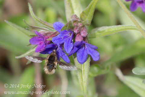 Greater Bee-fly feeding on Purple gromwell  Bombiliinae,Bombylius major,Bulgaria,Geotagged,Greater Bee-fly,Lithospermum purpurocaeruleum,Purple gromwell,bombylius major,flora,insect,nature,plant,wild flower