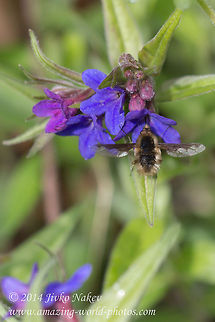 Greater Bee-fly feeding on Purple gromwell  Bombiliinae,Bulgaria,Geotagged,Greater Bee-fly,Lithospermum purpurocaeruleum,Purple gromwell,bombylius major,flora,insect,nature,plant,wild flower