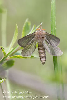 Common swift moth Common swift moth - Korscheltellus lupulina, syn. Hepialus lupulinus
http://bugguide.net/node/view/779672 Bulgaria,Common swift moth,Geotagged,Hepialus lupulinus,Korscheltellus lupulina,insecta,lepidoptera,nature