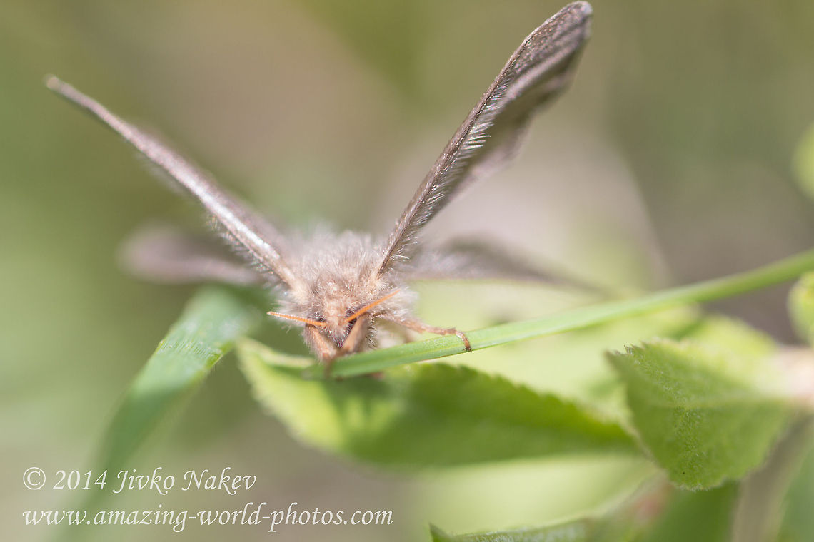 Common swift moth Common swift moth - Korscheltellus lupulina, syn. Hepialus lupulinus Bulgaria,Common swift moth,Geotagged,Hepialus lupulinus,Korscheltellus lupulina,insecta,lepidoptera,nature