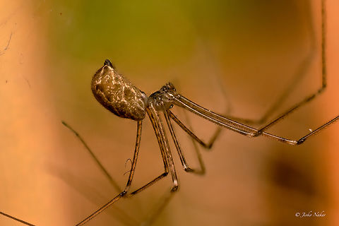 Marbled cellar spider - Holocnemus pluchei Stacked photo - 30 frames.
OM-1 MkII
OM 90mm Macro F3.5
Flash Godox V860III
Tripod  1fb,1vero,Animalia,Arachnida,Araneae,Arthropoda,Bulgaria,Fall,Geotagged,Holocnemus pluchei,Marbled cellar spider,Pholcidae,Wildlife