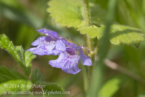 Glechoma hirsuta Glechoma hirsuta Alehoof,Bulgaria,Creeping Charlie,Geotagged,Glechoma hirsuta,flora,nature,plant,wild flower