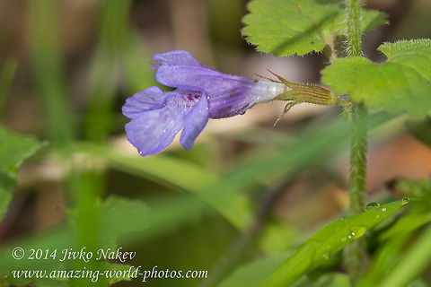 Glechoma hirsuta Glechoma hirsuta Alehoof,Bulgaria,Creeping Charlie,Geotagged,Glechoma hirsuta,flora,nature,plant,wild flower