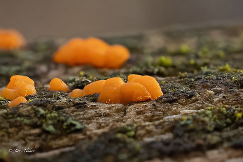 Common Jelly Spot - Dacrymyces stillatus  1fb,1jd,Basidiomycota,Bulgaria,Common Jelly Spot,Common Jellyspot,Dacrymyces stillatus,Dacrymycetaceae,Dacrymycetales,Dacrymycetes,Europe,Fall,Fungi,Fungus,Geotagged,Sofia,South park,Wildlife