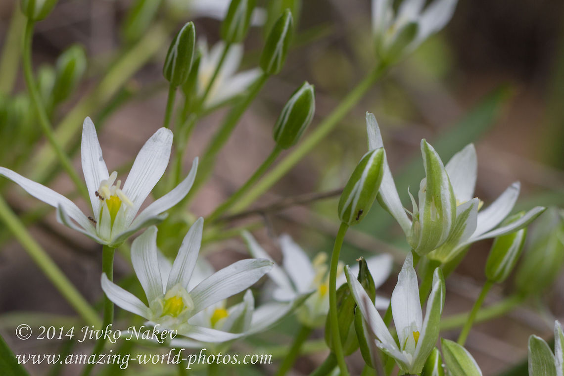 Star-of-Bethlehem flower Star-of-Bethlehem - Ornithogalum umbellatum Bulgaria,Geotagged,Grass Lily,Grass lily,Nap-at-noon,Ornithogalum umbellatum,Star-of-Bethlehem,flora,monocot,nature,plant,wild flower