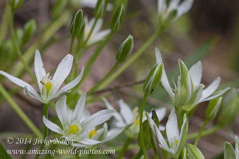 Star-of-Bethlehem flower Star-of-Bethlehem - Ornithogalum umbellatum Bulgaria,Geotagged,Grass Lily,Grass lily,Nap-at-noon,Ornithogalum umbellatum,Star-of-Bethlehem,flora,monocot,nature,plant,wild flower