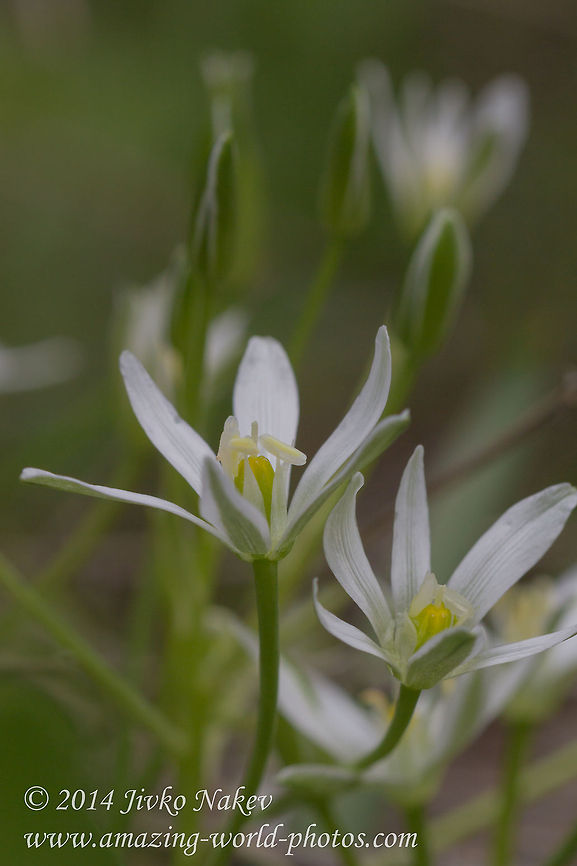Star-of-Bethlehem flower Star-of-Bethlehem - Ornithogalum umbellatum Bulgaria,Geotagged,Grass Lily,Grass lily,Nap-at-noon,Ornithogalum umbellatum,Star-of-Bethlehem,flora,monocot,nature,plant,wild flower