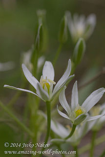 Star-of-Bethlehem flower Star-of-Bethlehem - Ornithogalum umbellatum Bulgaria,Geotagged,Grass Lily,Grass lily,Nap-at-noon,Ornithogalum umbellatum,Star-of-Bethlehem,flora,monocot,nature,plant,wild flower