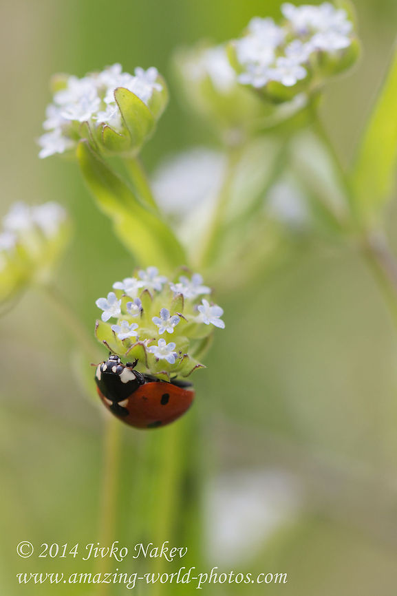 Corn salad Seven-spot ladybird on Corn salad, Lamb&#039;s lettuce - Valerianella locusta Bulgaria,Coccinella septempunctata,Corn salad,Geotagged,Lamb's lettuce,Lambs lettuce,Mâche,Valerianella locusta,flora,nature,plant,wild flower