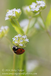 Corn salad Seven-spot ladybird on Corn salad, Lamb's lettuce - Valerianella locusta Bulgaria,Coccinella septempunctata,Corn salad,Geotagged,Lamb's lettuce,Lambs lettuce,Mâche,Valerianella locusta,flora,nature,plant,wild flower