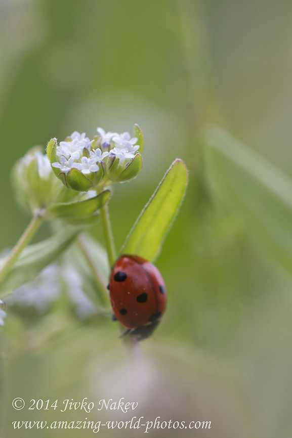 Corn salad Seven-spot ladybird on Corn salad, Lamb&#039;s lettuce - Valerianella locusta Bulgaria,Coccinella septempunctata,Corn salad,Geotagged,Lamb's lettuce,Lambs lettuce,Mâche,Valerianella locusta,flora,nature,plant,wild flower