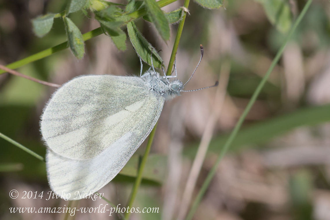Wood white Wood white - Leptidea sinapis<br />
It was quite an action to capture this otherwise ordinary butterfly. She (or he) kept flying without landing and this made me more willing to shoot her. Backpack, the other camera, tripod - they all left somewhere on the ground, I slipped in a gully following her, hardly managed to crawl back uphill after that, but finally she landed upside down for a couple of seconds. Two shots, and that's all!  Bulgaria,Geotagged,Leptidea sinapis,Wood White Butterfly,Wood white,butterfly,insect,lepidoptera,nature