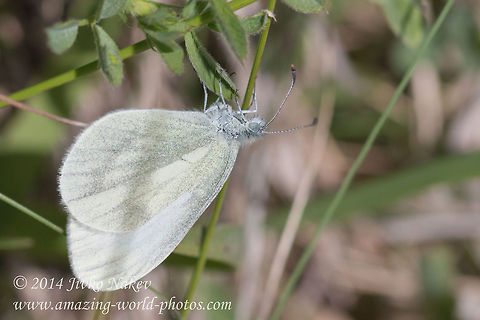Wood white Wood white - Leptidea sinapis
It was quite an action to capture this otherwise ordinary butterfly. She (or he) kept flying without landing and this made me more willing to shoot her. Backpack, the other camera, tripod - they all left somewhere on the ground, I slipped in a gully following her, hardly managed to crawl back uphill after that, but finally she landed upside down for a couple of seconds. Two shots, and that's all!  Bulgaria,Geotagged,Leptidea sinapis,Wood White Butterfly,Wood white,butterfly,insect,lepidoptera,nature