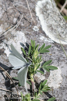 Wood white Wood white - Leptidea sinapis. Here I managed to capture her in flight. But still some wing and body details are well visible. Bulgaria,Geotagged,Leptidea sinapis,Wood White Butterfly,Wood white,butterfly,insect,lepidoptera,nature