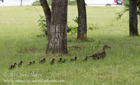 Mamma duck and ducklings Green-headed Mamma duck and ducklings crossing the Sofia ring safe and sound Anas platyrhynchos,Bulgaria,Geotagged,Mallard,aves,birds,ducklings,ducks,flying birds,green-headed duck,mallard,marsh,natural,nature,reed,waterfowl
