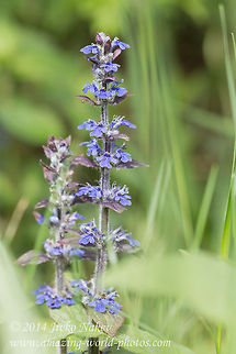Common bugle Common bugle - Ajuga reptans Ajuga reptans,Blue bugle,Bugle,Bugleweed,Bulgaria,Carpetweed,Common bugle,Geotagged,nature,plant,wild flower