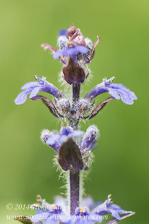 Common bugle Common bugle - Ajuga reptans Ajuga reptans,Blue bugle,Bugle,Bugleweed,Bulgaria,Carpetweed,Common bugle,Geotagged,nature,plant,wild flower