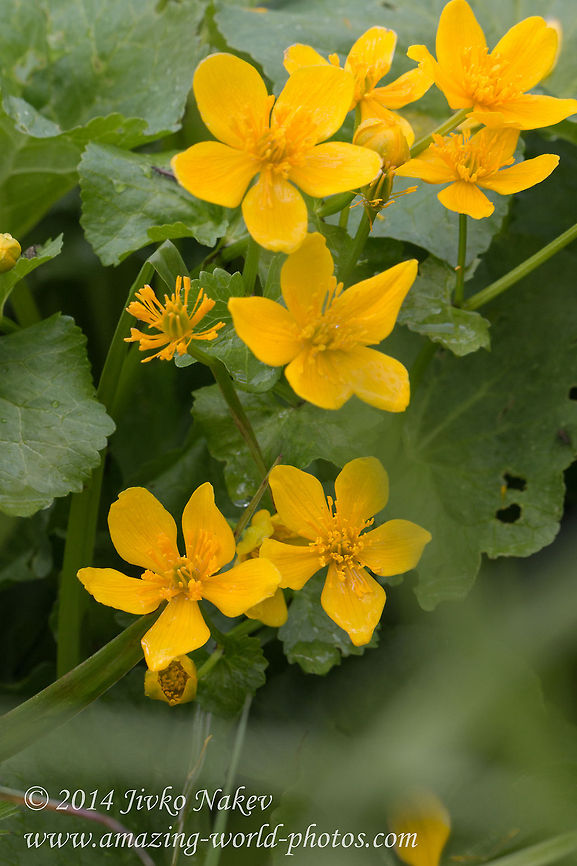 Caltha Caltha palustris Bulgaria,Caltha,Caltha palustris,Geotagged,nature,plant,ranunculales,wild flower,yellow flower