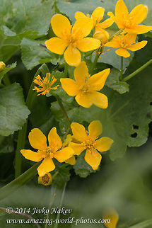 Caltha Caltha palustris Bulgaria,Caltha,Caltha palustris,Geotagged,nature,plant,ranunculales,wild flower,yellow flower