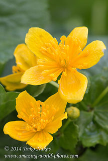 Caltha Caltha palustris Bulgaria,Caltha,Caltha palustris,Geotagged,nature,plant,ranunculales,wild flower,yellow flower
