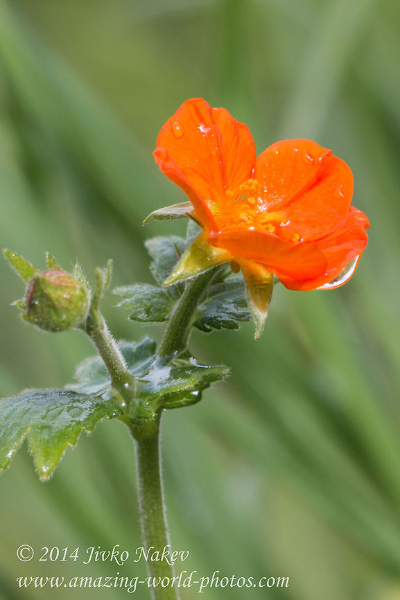Scarlet avens orange wild flower Scarlet avens, syn. Grecian rose, Chilean avens (Geum quellyon, syn. G. coccineum) Bulgaria,Chilean avens,Geotagged,Geum coccineum,Geum quellyon,Grecian rose,Rosales,Scarlet avens,nature,orange flower,plant,wild flower
