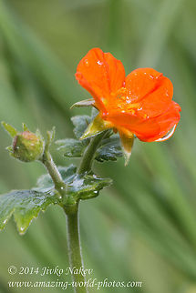 Scarlet avens orange wild flower Scarlet avens, syn. Grecian rose, Chilean avens (Geum quellyon, syn. G. coccineum) Bulgaria,Chilean avens,Geotagged,Geum coccineum,Geum quellyon,Grecian rose,Rosales,Scarlet avens,nature,orange flower,plant,wild flower
