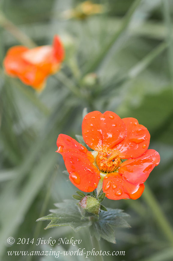 Scarlet avens orange wild flower Scarlet avens, syn. Grecian rose, Chilean avens (Geum quellyon, syn. G. coccineum) Bulgaria,Chilean avens,Geotagged,Geum coccineum,Geum quellyon,Grecian rose,Rosales,Scarlet avens,nature,orange flower,plant,wild flower