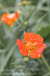Scarlet avens orange wild flower Scarlet avens, syn. Grecian rose, Chilean avens (Geum quellyon, syn. G. coccineum) Bulgaria,Chilean avens,Geotagged,Geum coccineum,Geum quellyon,Grecian rose,Rosales,Scarlet avens,nature,orange flower,plant,wild flower