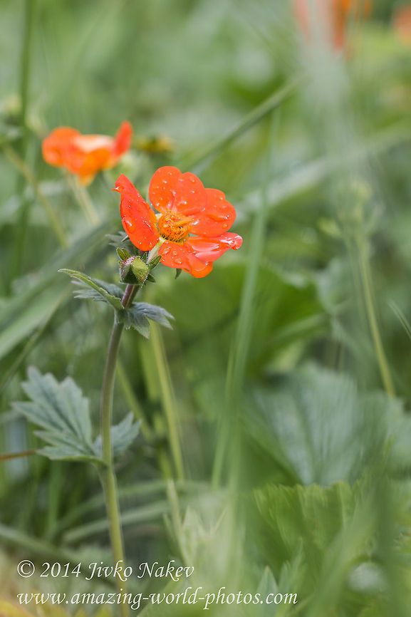 Scarlet avens orange wild flower Scarlet avens, syn. Grecian rose, Chilean avens (Geum quellyon, syn. G. coccineum) Bulgaria,Chilean avens,Geotagged,Geum coccineum,Geum quellyon,Grecian rose,Rosales,Scarlet avens,nature,orange flower,plant,wild flower