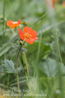 Scarlet avens orange wild flower Scarlet avens, syn. Grecian rose, Chilean avens (Geum quellyon, syn. G. coccineum) Bulgaria,Chilean avens,Geotagged,Geum coccineum,Geum quellyon,Grecian rose,Rosales,Scarlet avens,nature,orange flower,plant,wild flower
