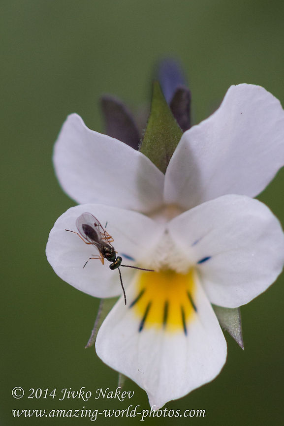 Parasitic wasp on white pansy I upload this photo because of the tiny parasitic wasp. I asked some experts to help me with the ID and they say it is Pteromalidae, presumably subfamily Miscogastrinae, based on the large stigmal vein.<br />
That's all for the time being. In Pteromalidae there are 3 450 described species,  I don't know how many they are in Miscogastrinae. Bulgaria,Field pansy,Geotagged,Viola arvensis,nature,plant,white flower,white viola,wild flower