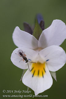Parasitic wasp on white pansy I upload this photo because of the tiny parasitic wasp. I asked some experts to help me with the ID and they say it is Pteromalidae, presumably subfamily Miscogastrinae, based on the large stigmal vein.
That's all for the time being. In Pteromalidae there are 3 450 described species,  I don't know how many they are in Miscogastrinae. Bulgaria,Field pansy,Geotagged,Viola arvensis,nature,plant,white flower,white viola,wild flower